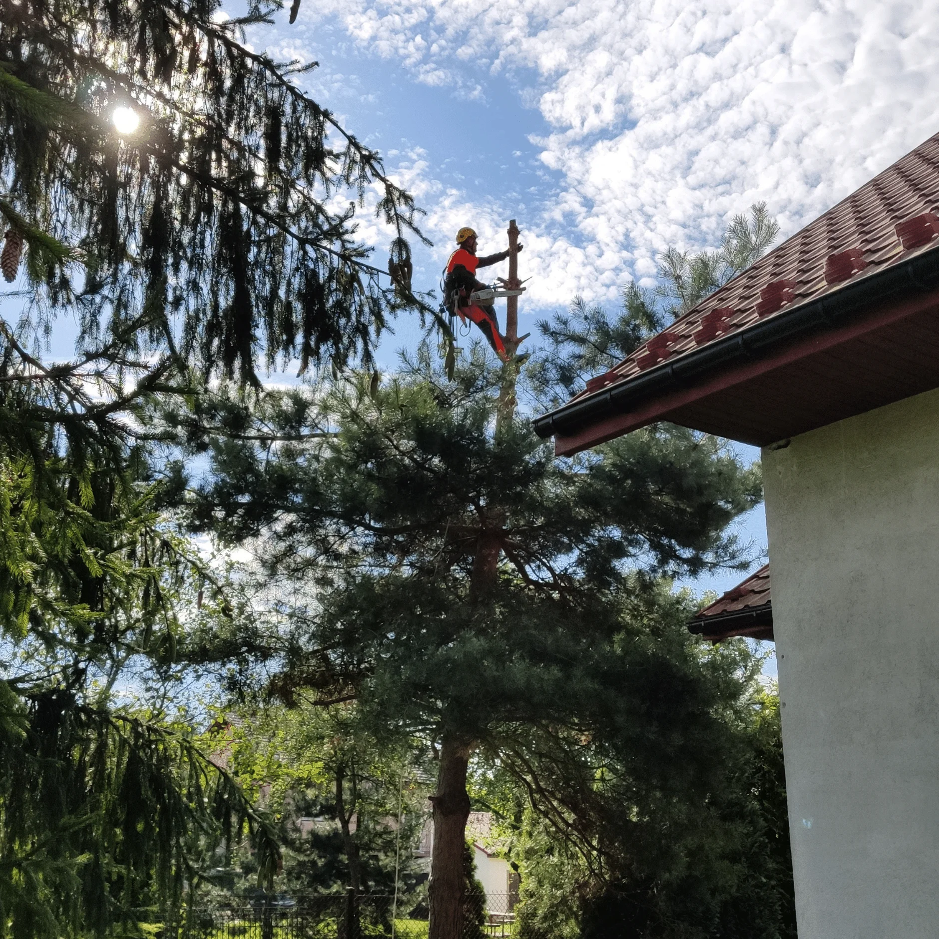Pracownik wysokościowy obcina drzewo metodą arborystyczną. Alpinista jest przypięty do pnia szelkami i pasami. Jest słoneczna pogoda.